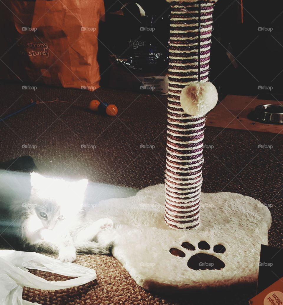 An indoor kitten basking in natural sunlight as she bathes.