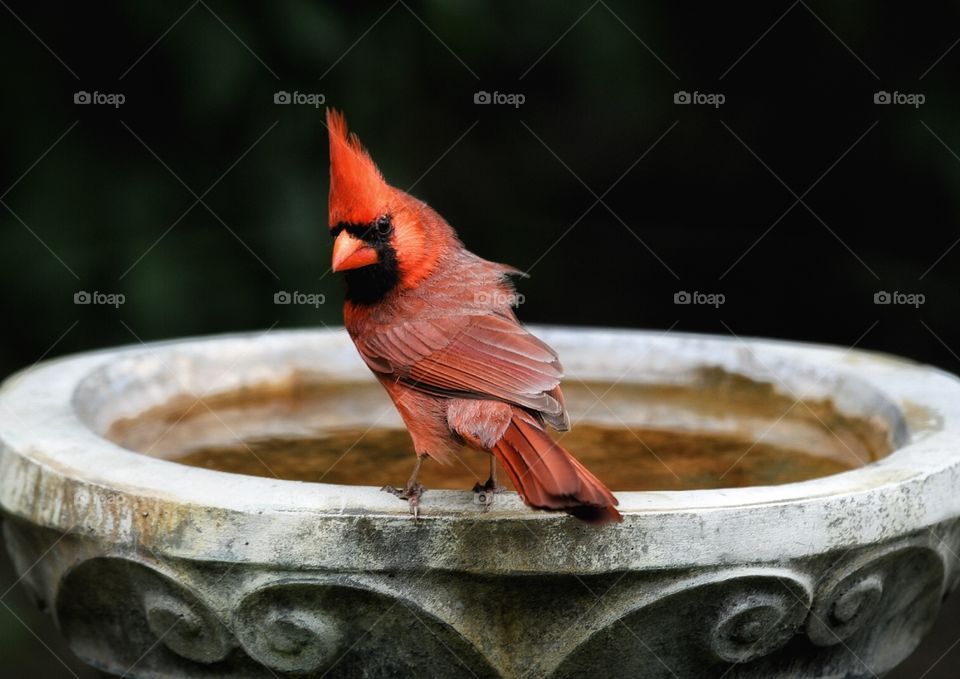 Cardinal 