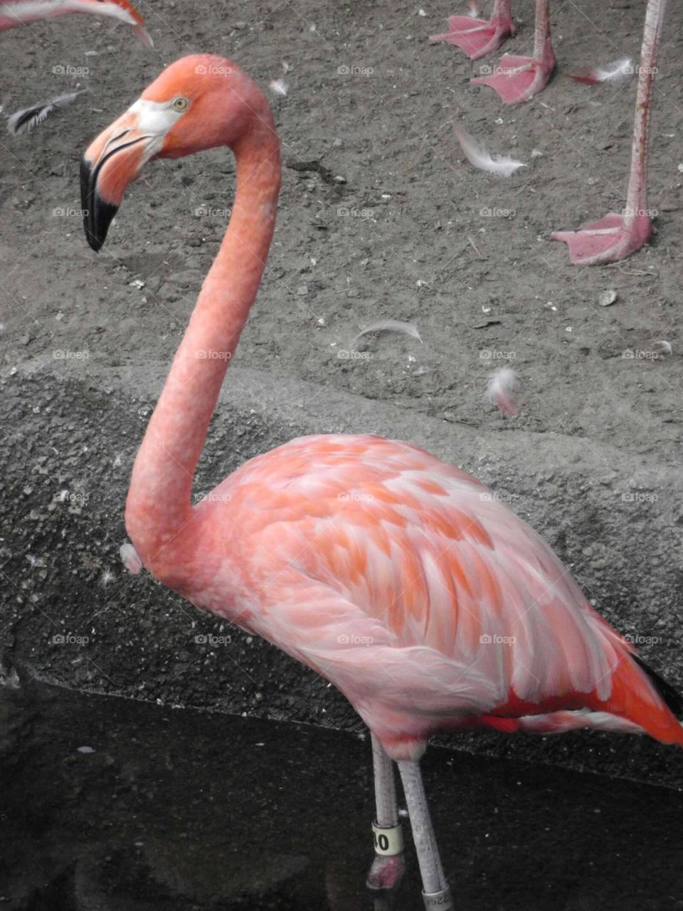 Flamingo - Up Close