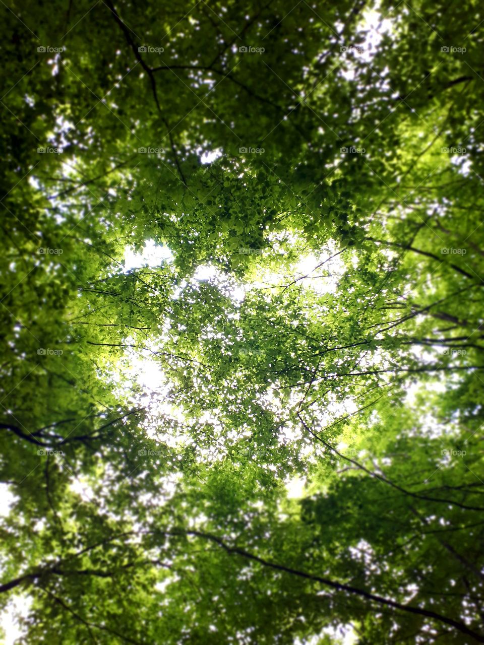 a view from the ground to the green tree treetops