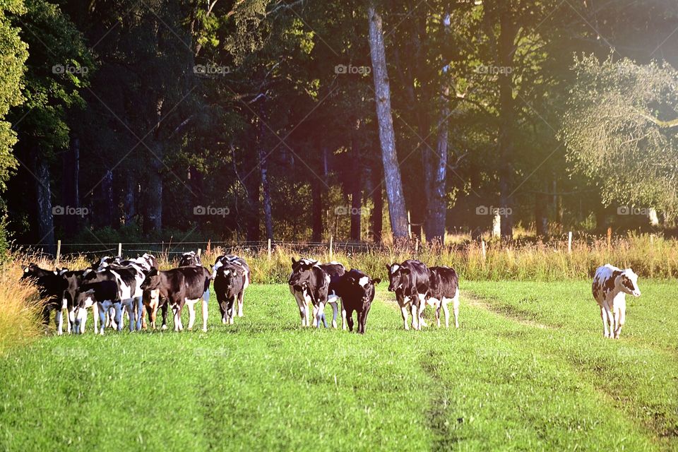 Herd of cattle