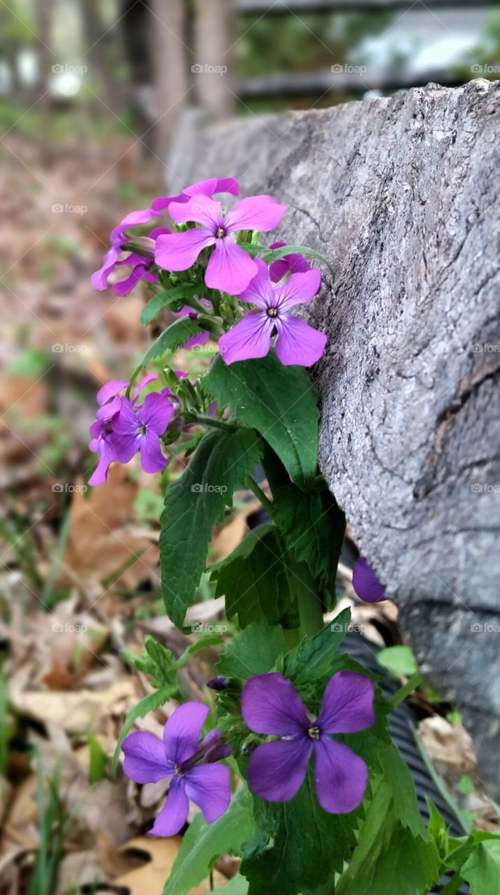 Common Blue Violet, Viola sororia Spring  Flowers