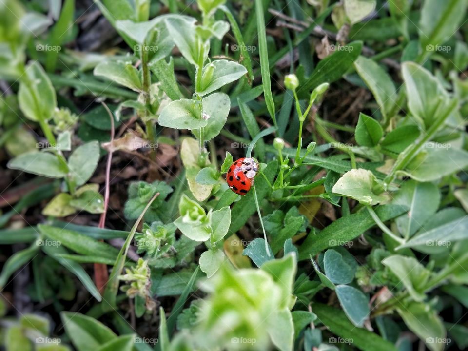 Single Red Ladybug in Green Field