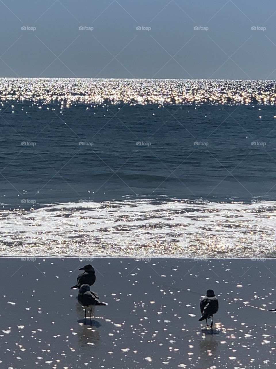 Seagulls enjoying the beach in a beautiful afternoon 