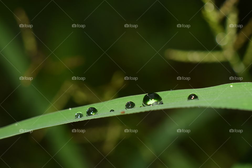water drop on leaf