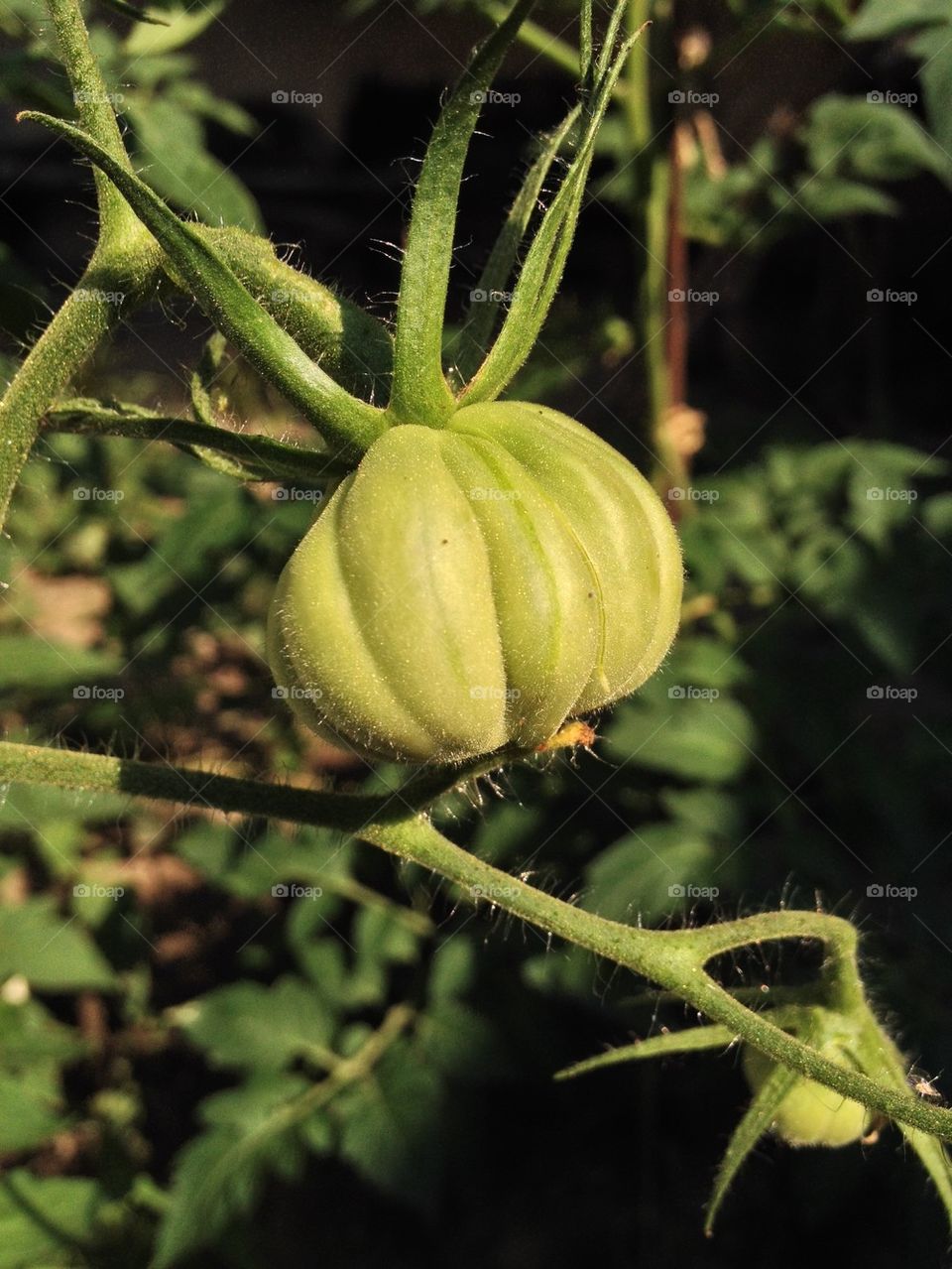 Green tomato
