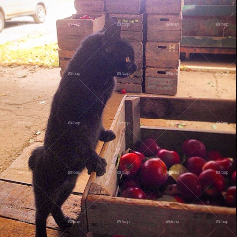 Orchard cat sorting apples