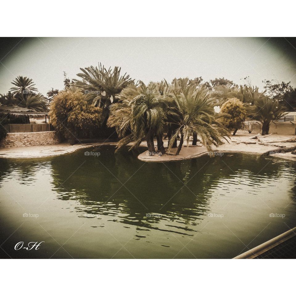A pool of water that reflects the shadow of surrounding trees, especially palm trees, in a charming view