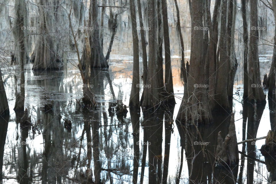 Caddo Uncertain Texas. Camping in the swamp