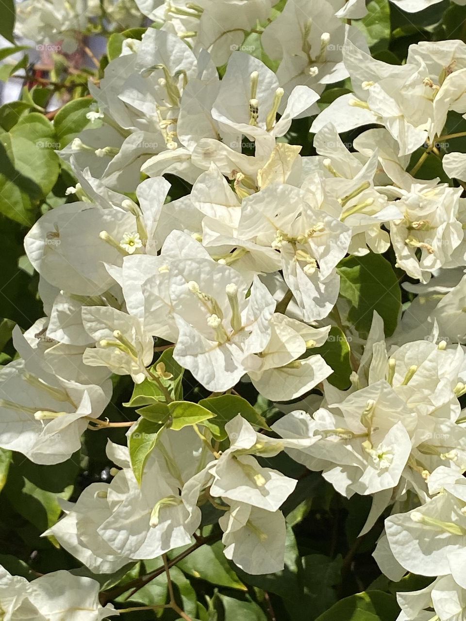 White flowers 