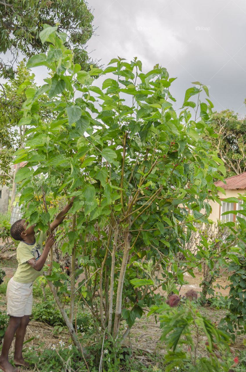 Boy Harvesting Mulberry