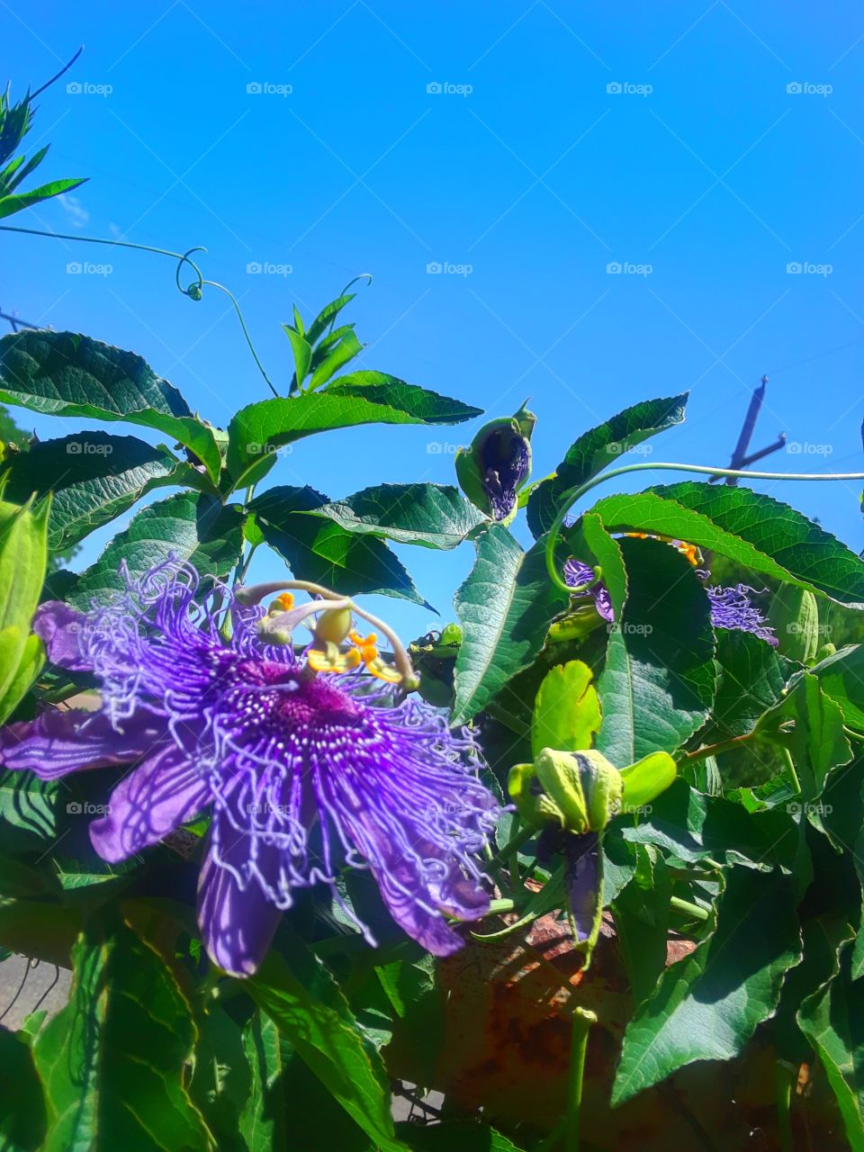 Passion Flower