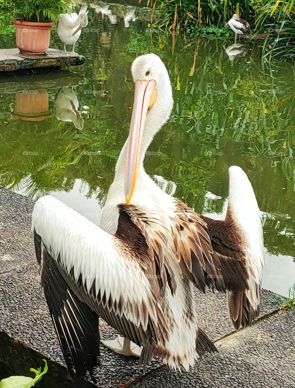 Pelican flap their wings