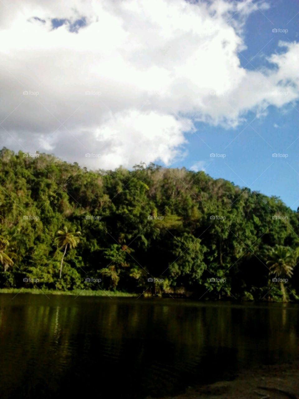 Tree, Landscape, Water, Nature, Lake