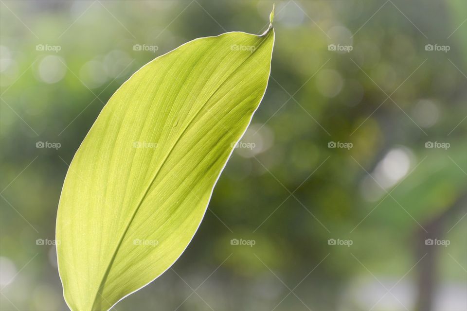 leaf