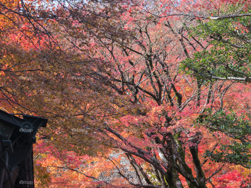 Autumn Leaves Japan 2017