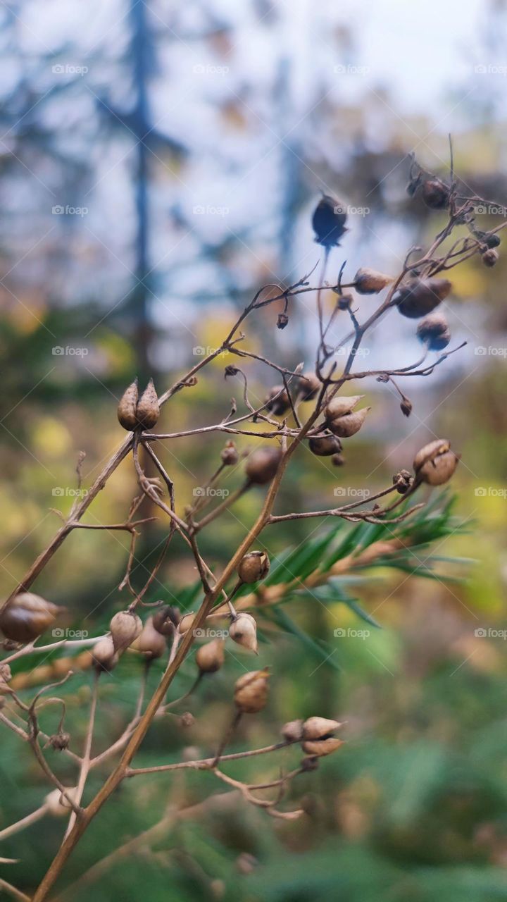 Sudžiuvęs žolynas
