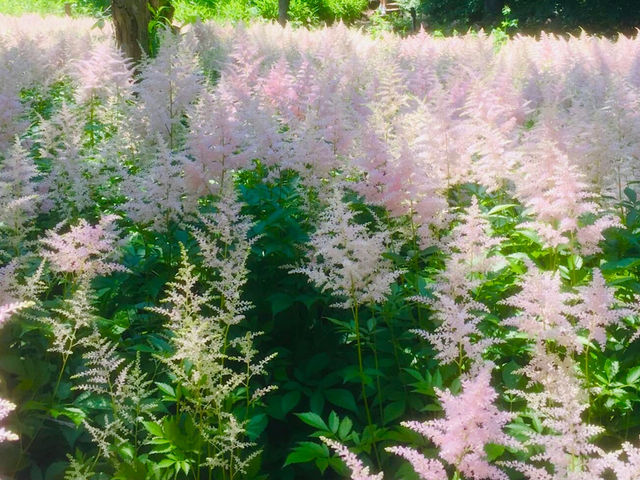 Plants 