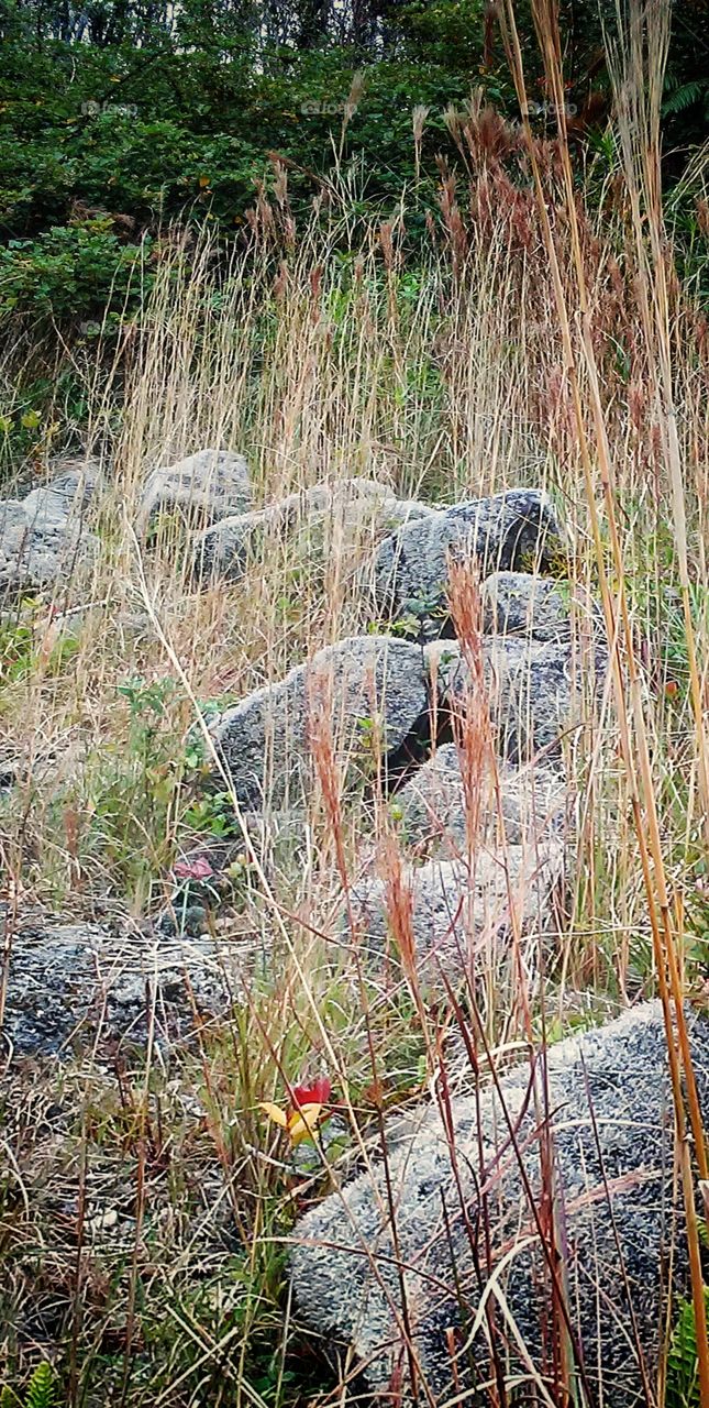 Fuzzy Moss Lava Rocks 3