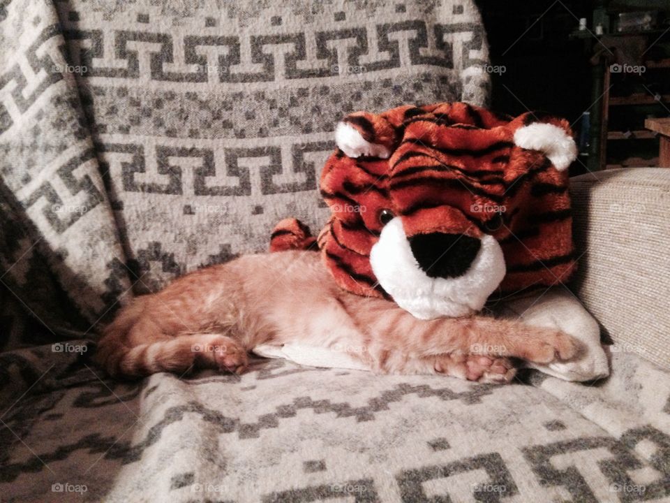 Kitten in tiger mask 