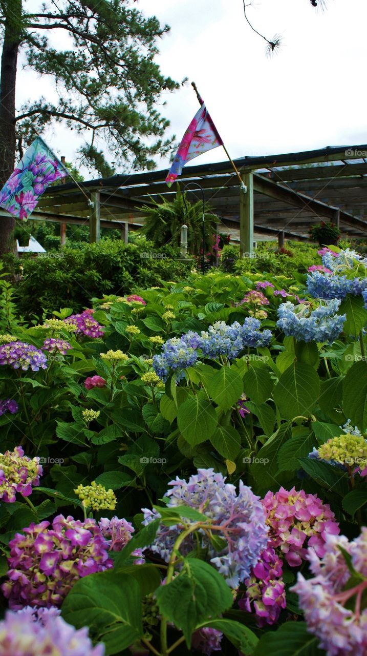 Hydrangea Garden