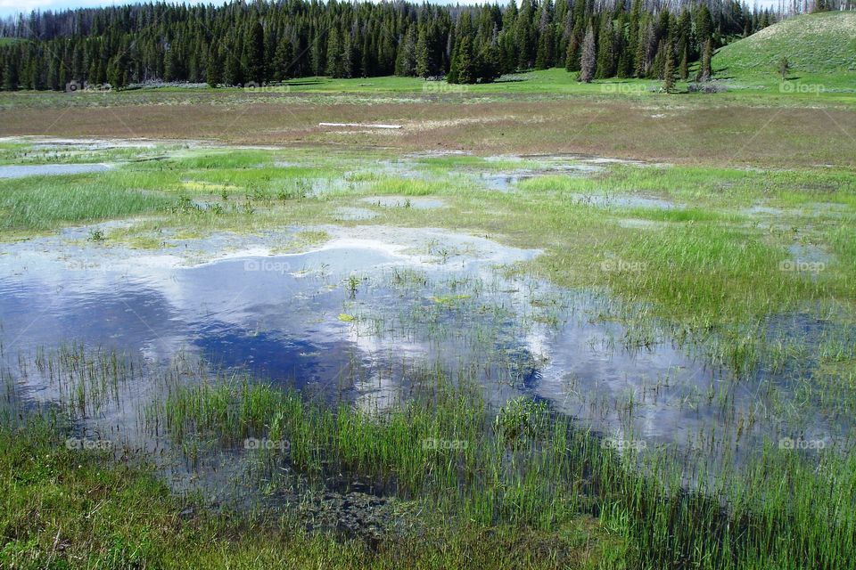 Wet marsh and distant forest