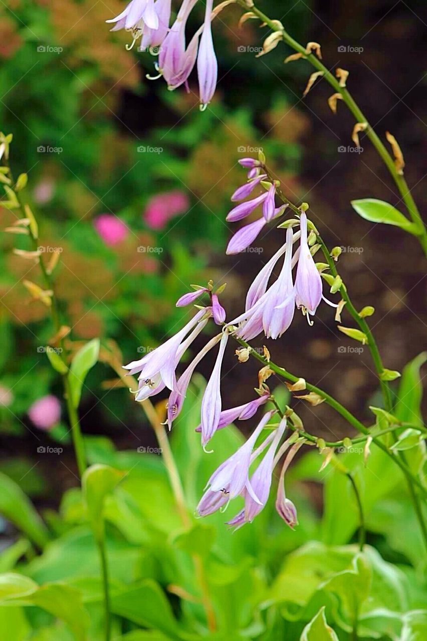 Hosta Flowers