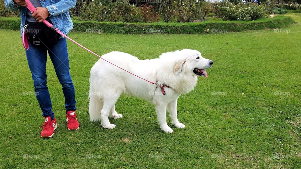 Dog on the leash