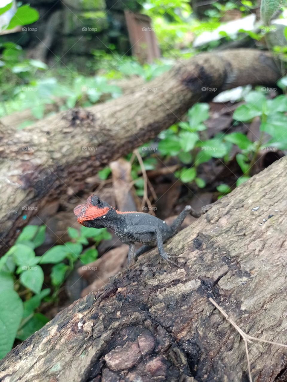colour changing artificial chameleon lucking at camera clousup photo with nice background