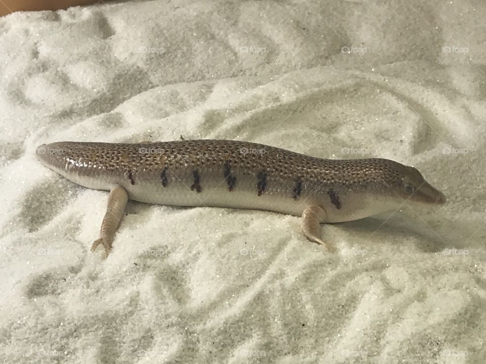 Has anyone seen my tail?