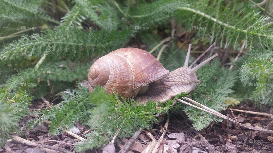 Snail