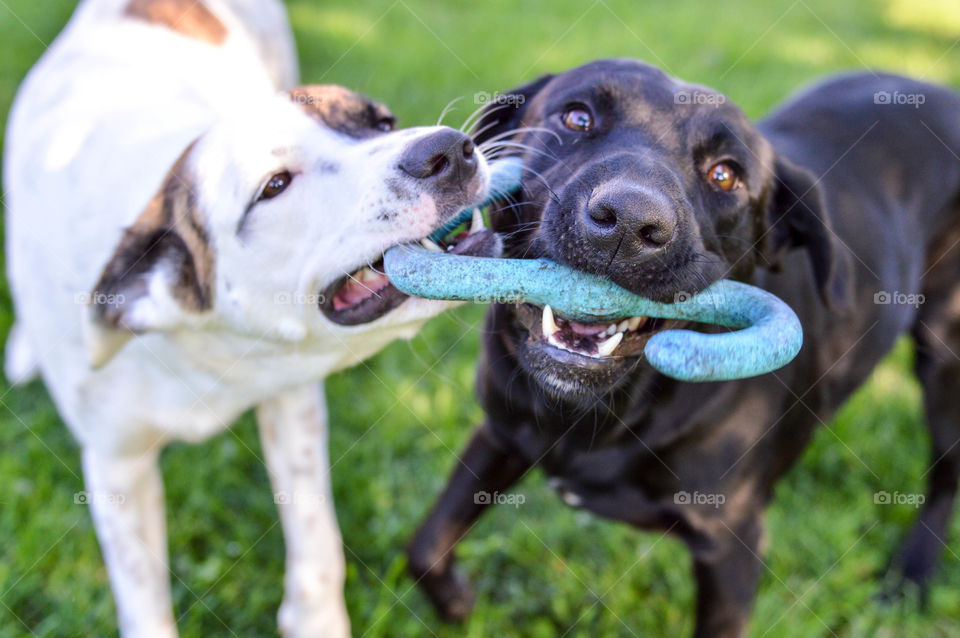 Two dogs playing tug of war together outdoors