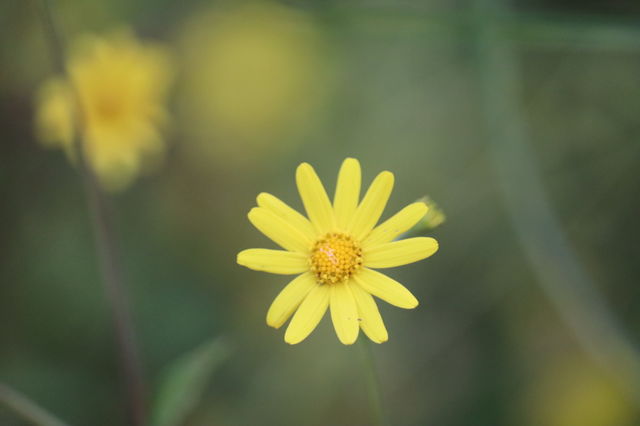 Indian grass yellow flowers.