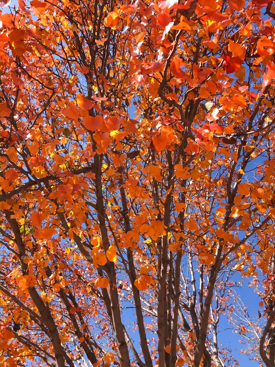Orange Fiery leaves that warm your soul. Colors of Fall. 