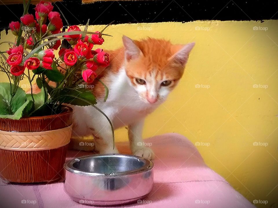 cat and flower