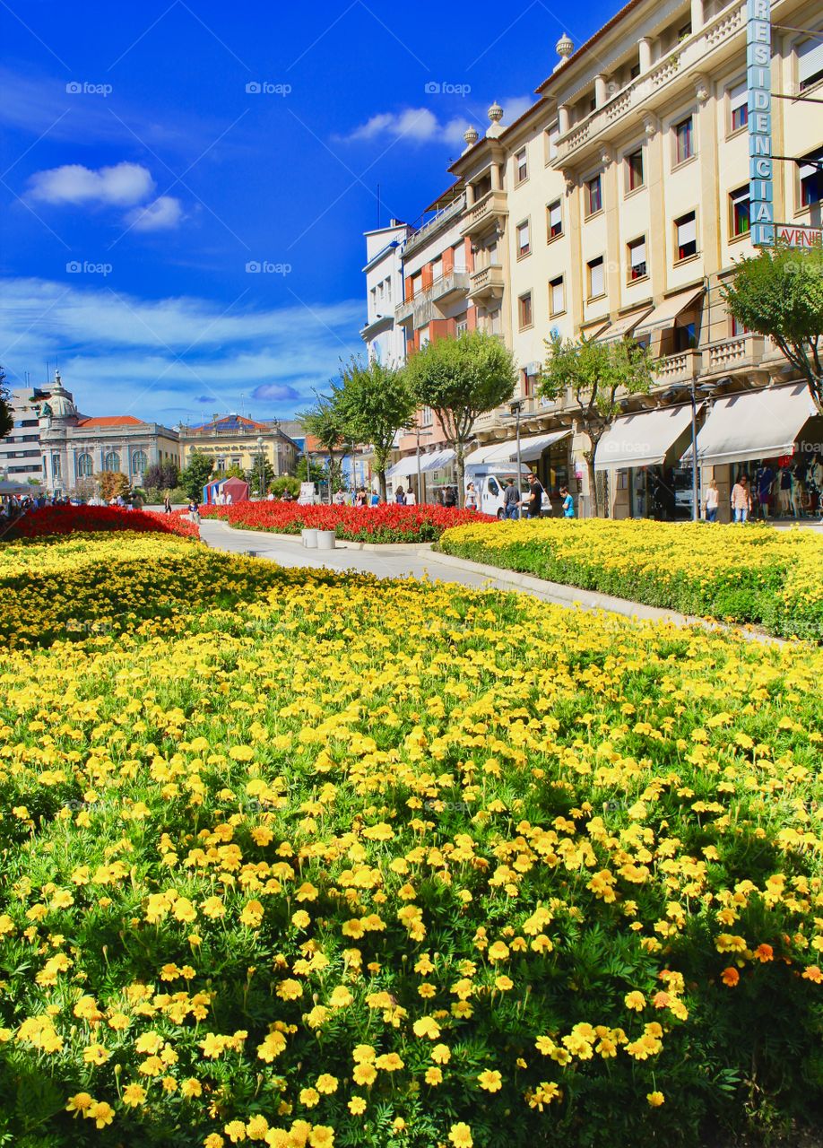 Beautiful flowers in the center of the city in Braga, Portugal 