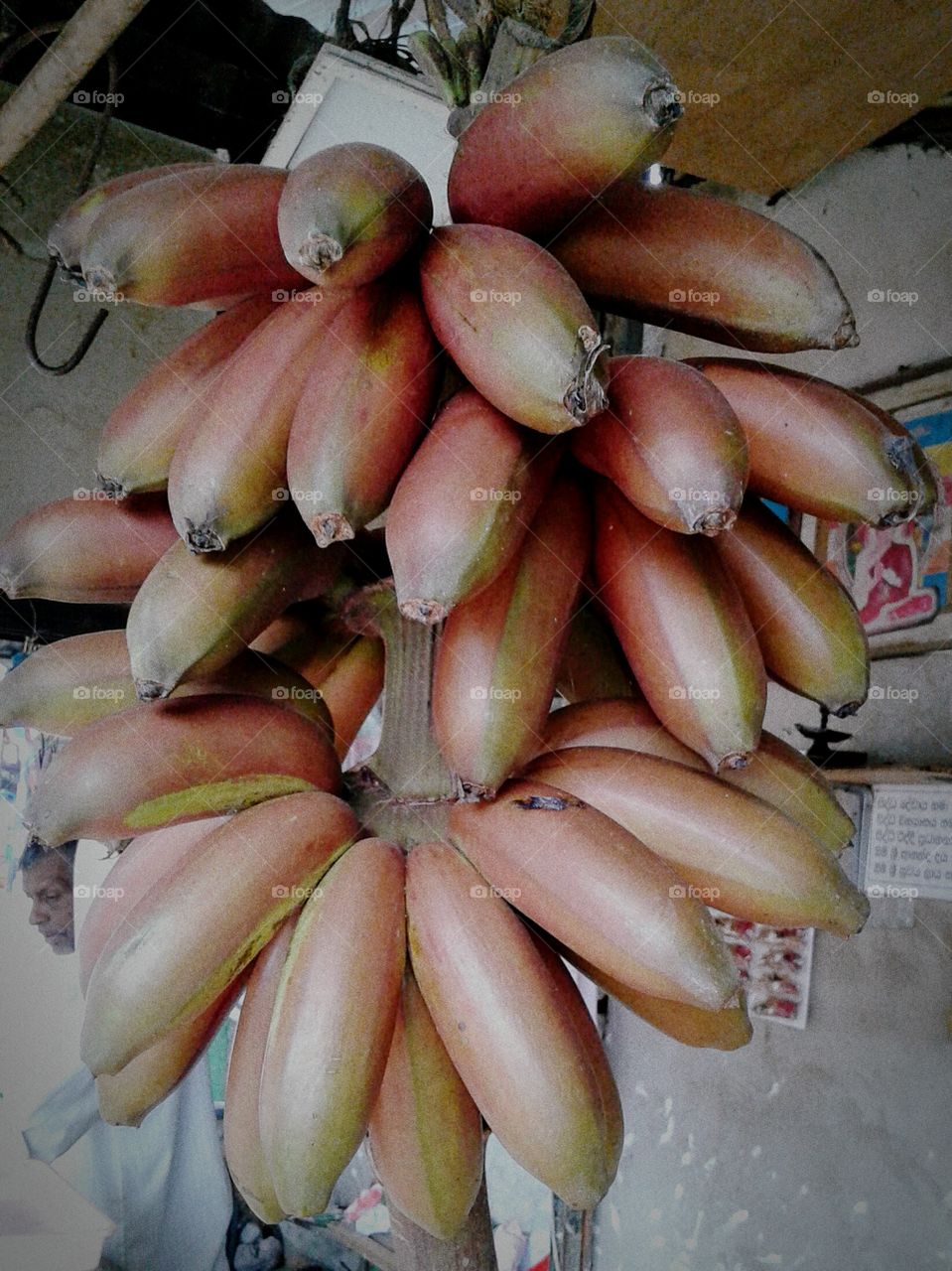 Banana Species
