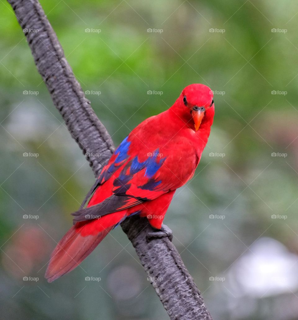 red bird