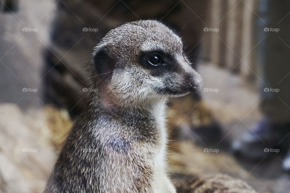 Inquisitive Meercat