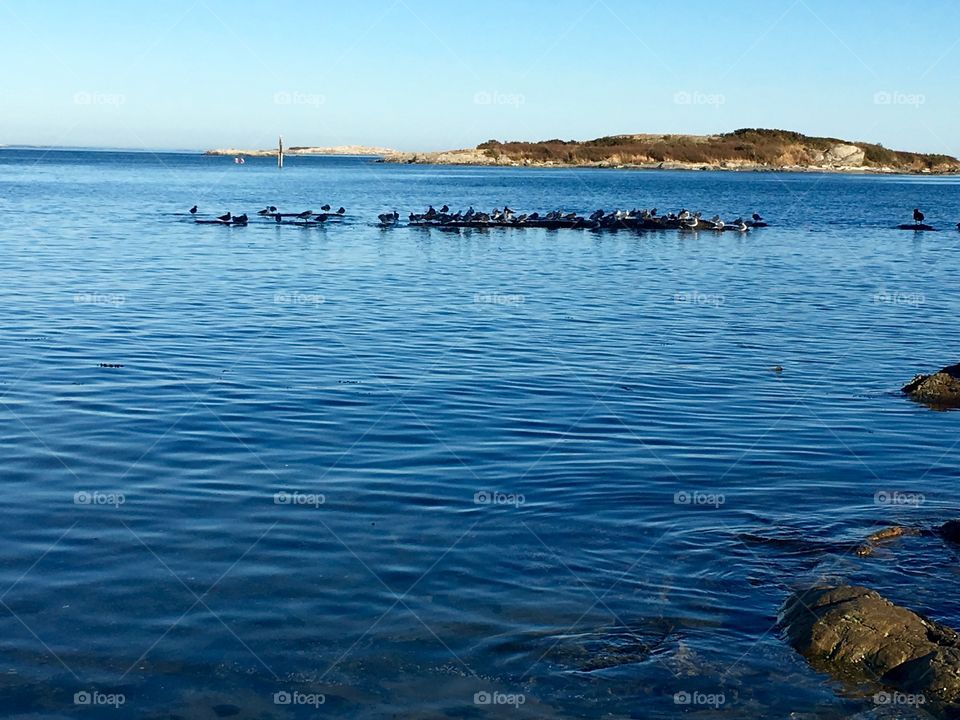 Birds on water at sea