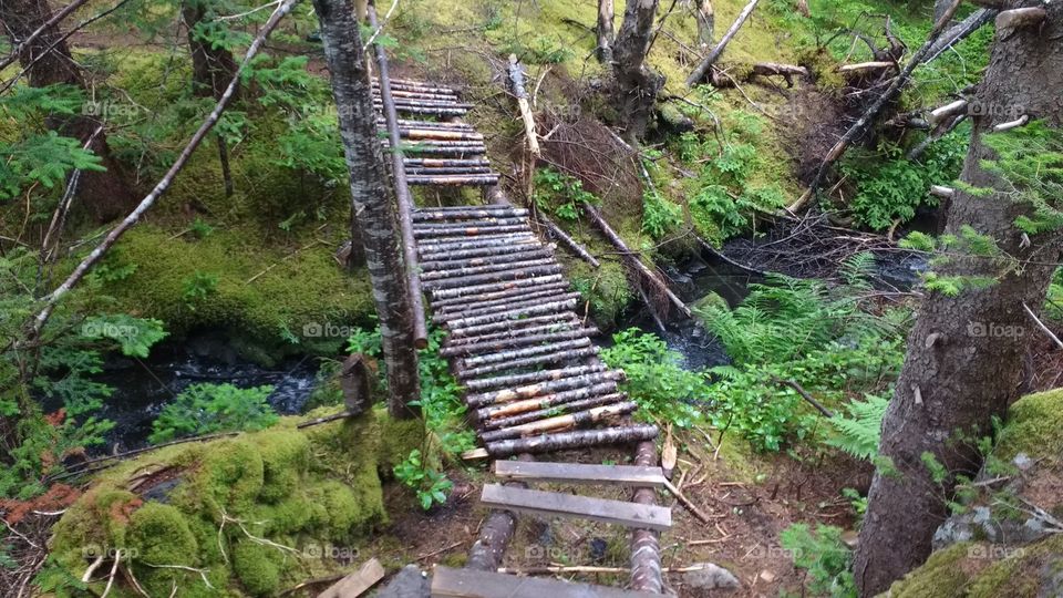 Dilapidated log bridge in woods