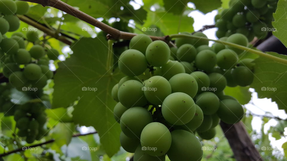 Belas uvas.