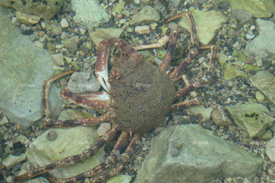 Invertebrate, Crustacean, Crab, Shellfish, Underwater