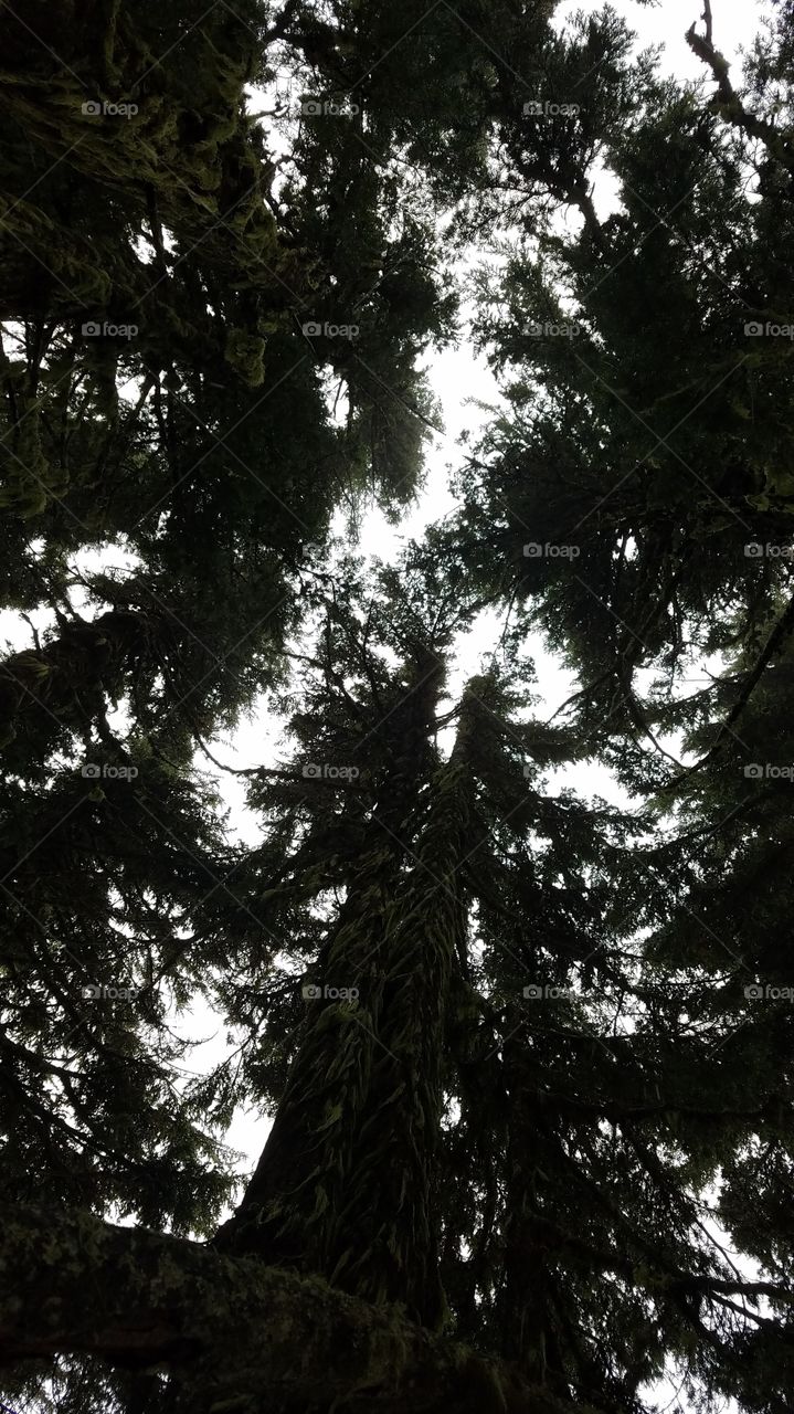 Tree, Wood, Conifer, No Person, Evergreen