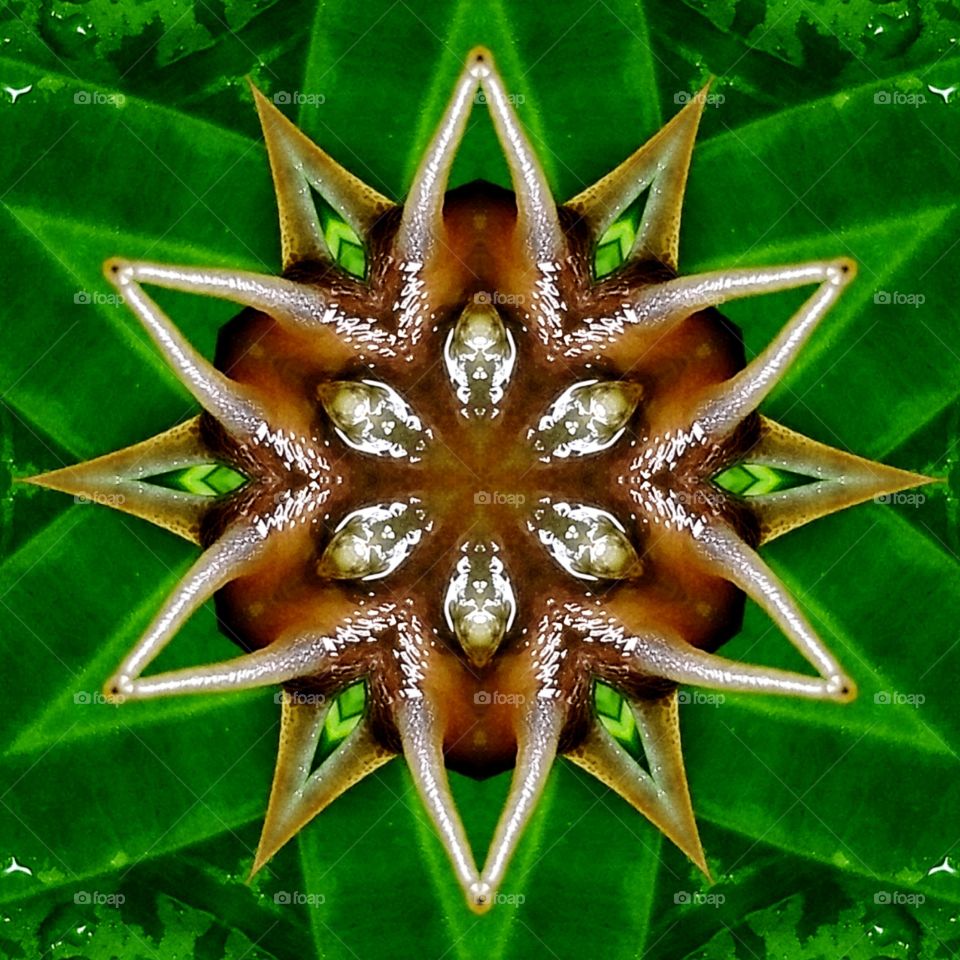 Snail on a leaf abstract