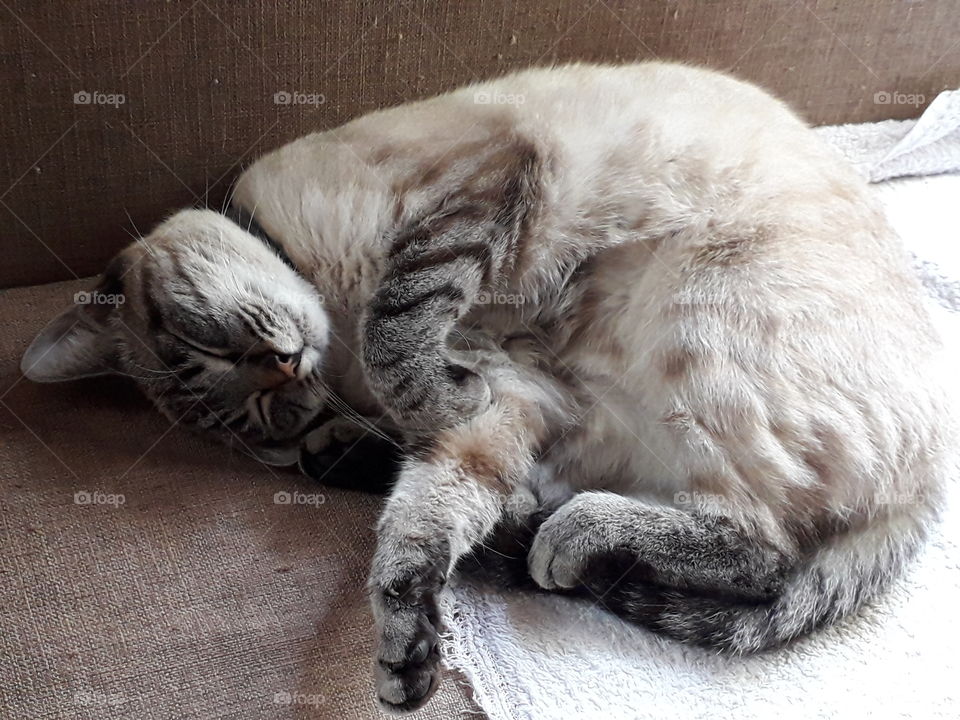 my cat sleeping on the sofa