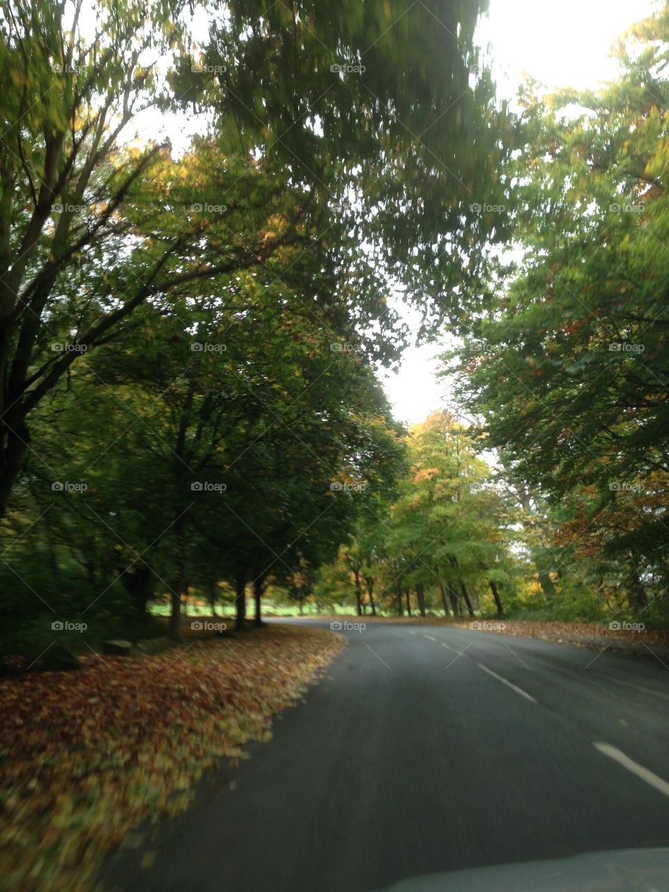  Tree is full of colour