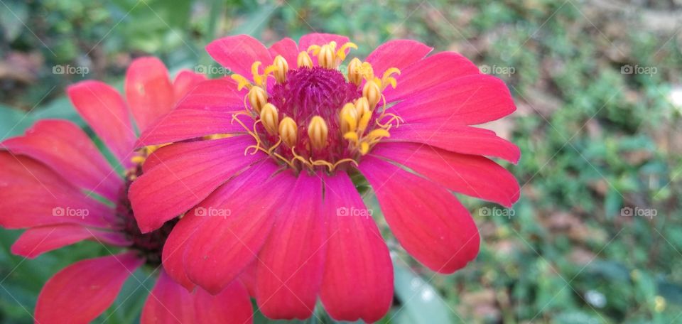 Zinnia adalah jenis bunga aster. Mereka bisa hidup disetiap musim.