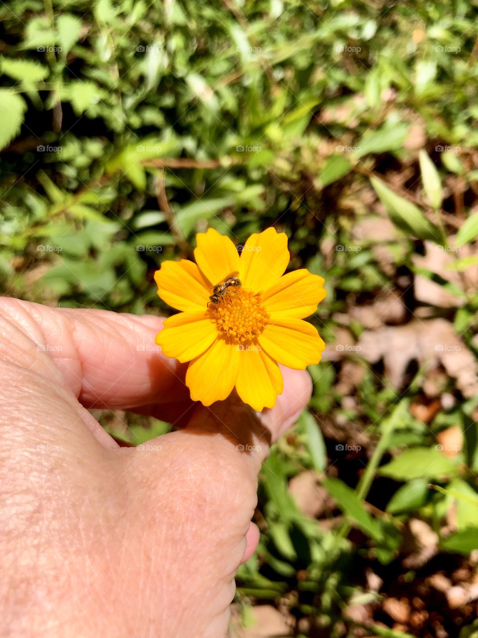 Iridescent sweat bee on yellow flower in human hand 