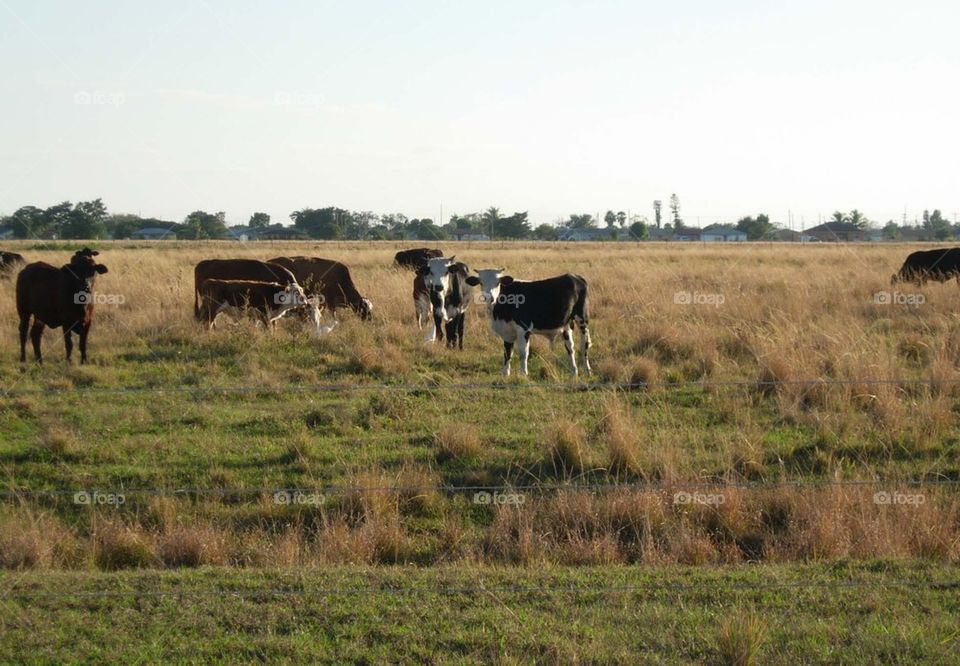 Cows Grazing